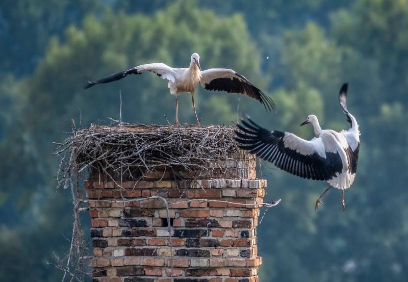 Professional Chimney Animal Removal Services in Aventura, Florida