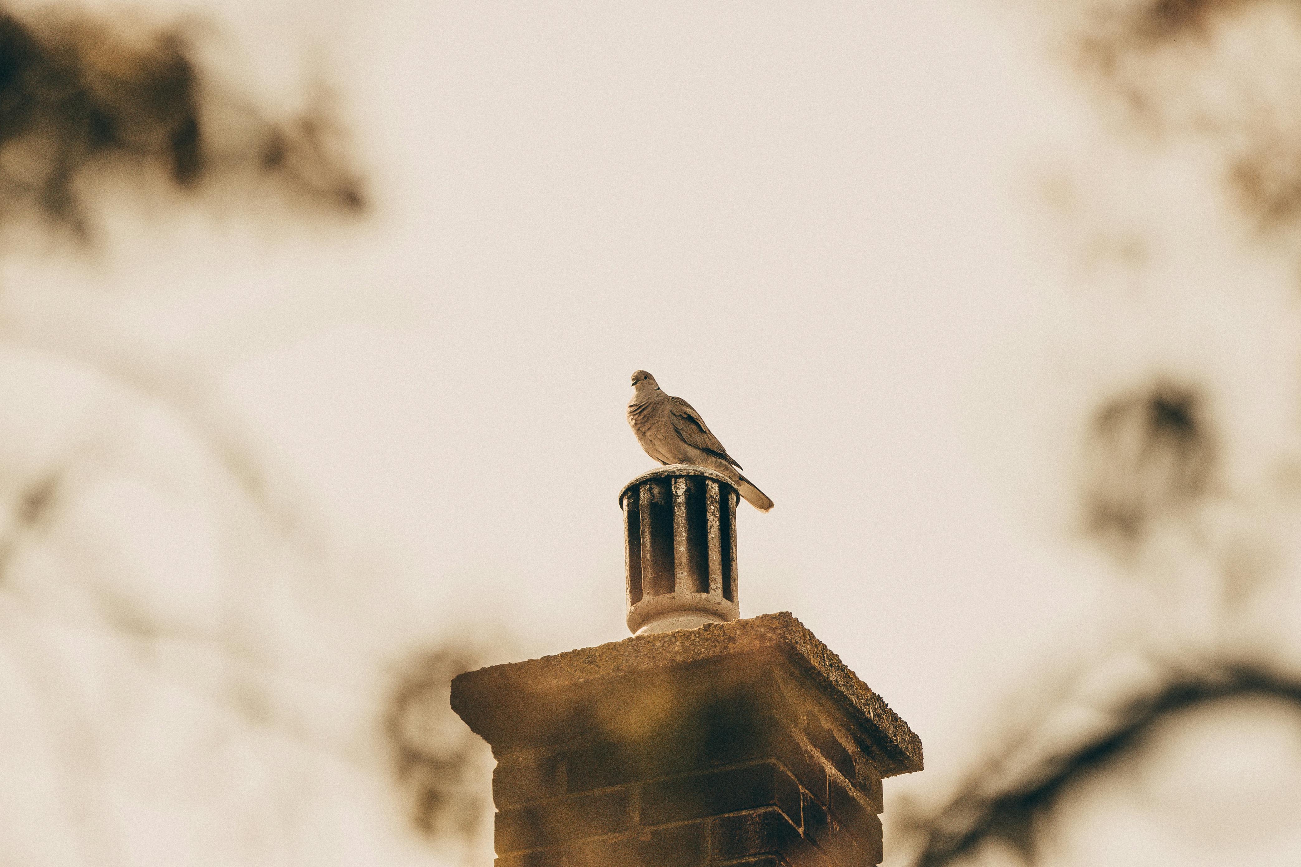 Professional Chimney Cap and Damper In Aventura Florida